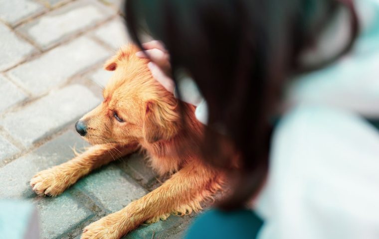 Is Pet Insurance Worth It for Your Dog or Cat